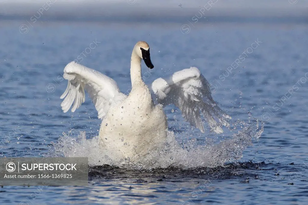 Trumpeter Swan (Cygnus buccinator) splashing.