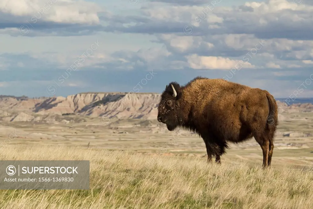 American Bison (Bison bison), Badlands National Park.