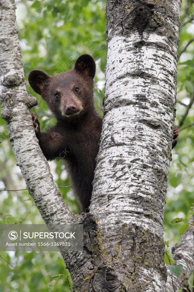 Black Bear (Ursus americanus) cub in a tree.