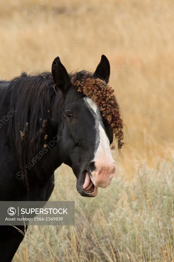 Free-Roaming Horse (Equus caballus) with mane full of burrs, Theodore Roosevelt National Park, North Dakota.