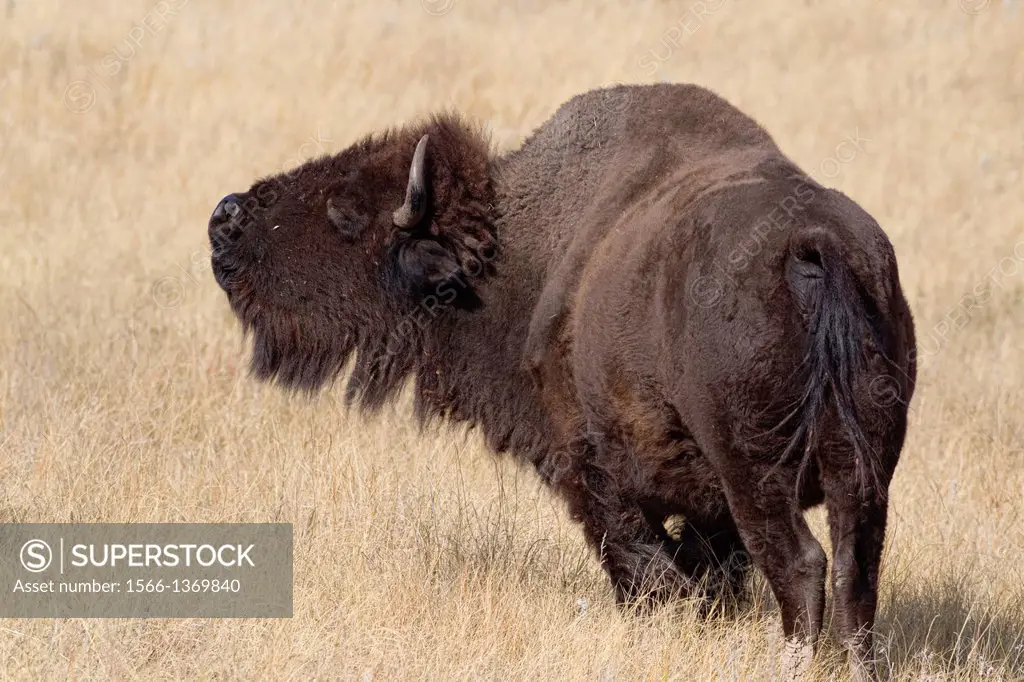 American Bison (Bison bison), Custer State Park.