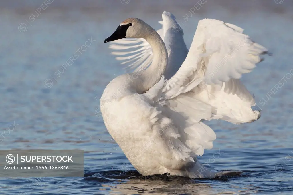 Trumpeter Swan (Cygnus buccinator) with outstretched wings.