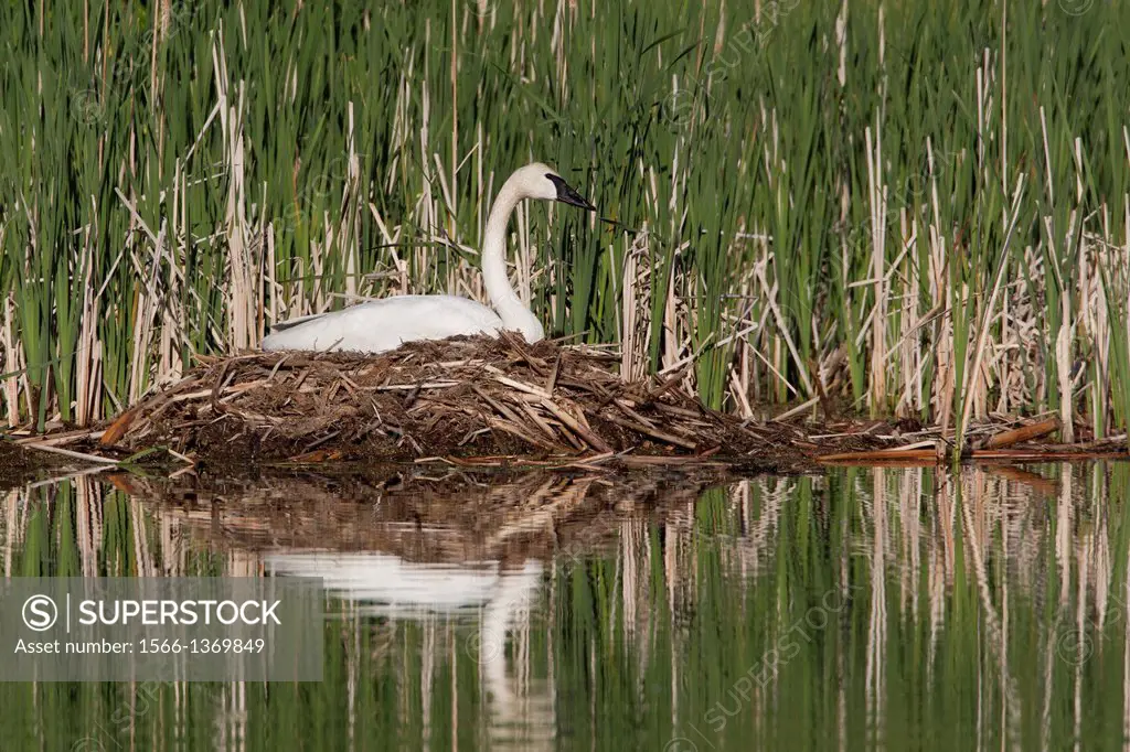 Nesting Trumpeter Swan (Cygnus buccinator).