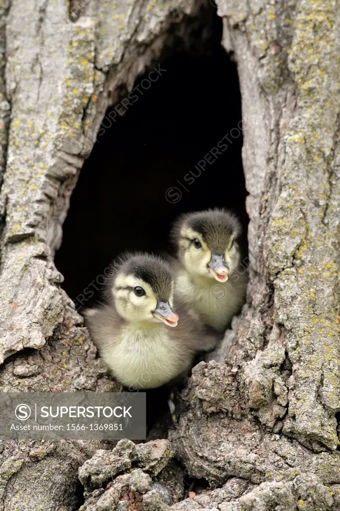 Wood Duck (Aix sponsa), Ducklings about to leap from nesting cavity.