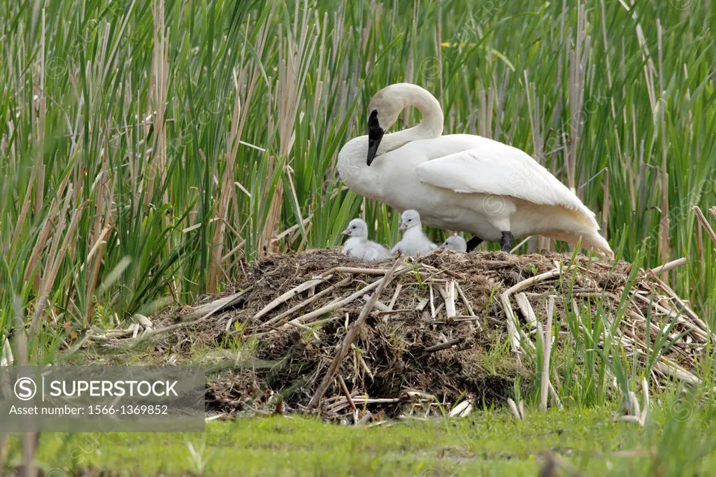Trumpeter Swan (Cygnus buccinator), Pen with Cynets on the Nest.