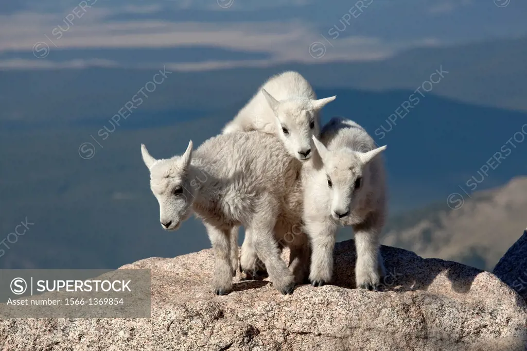 Baby Mountain Goats (Oreamnos americanus), Mount Evans, Colorado.
