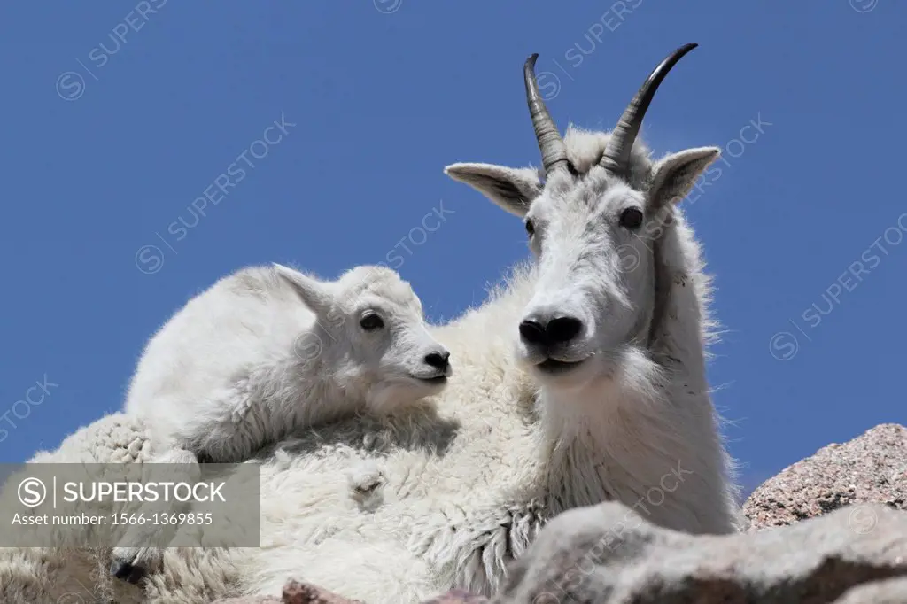 Mountain Goat (Oreamnos americanus), Mount Evans, Colorado.