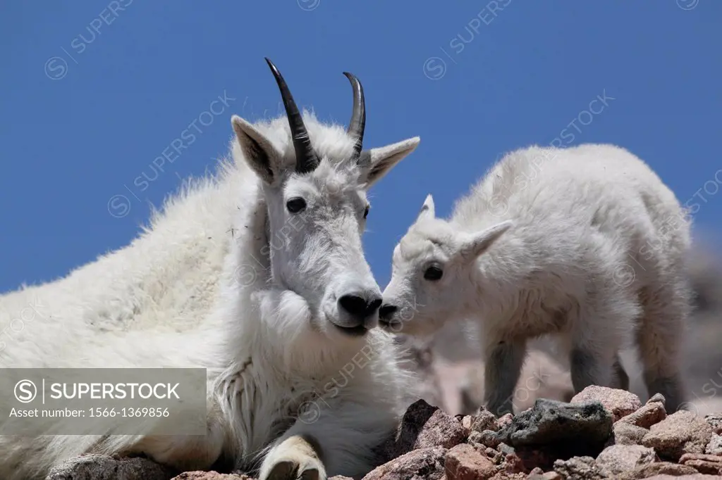 Mountain Goat (Oreamnos americanus), Adult with Kid, Mount Evans, Colorado.