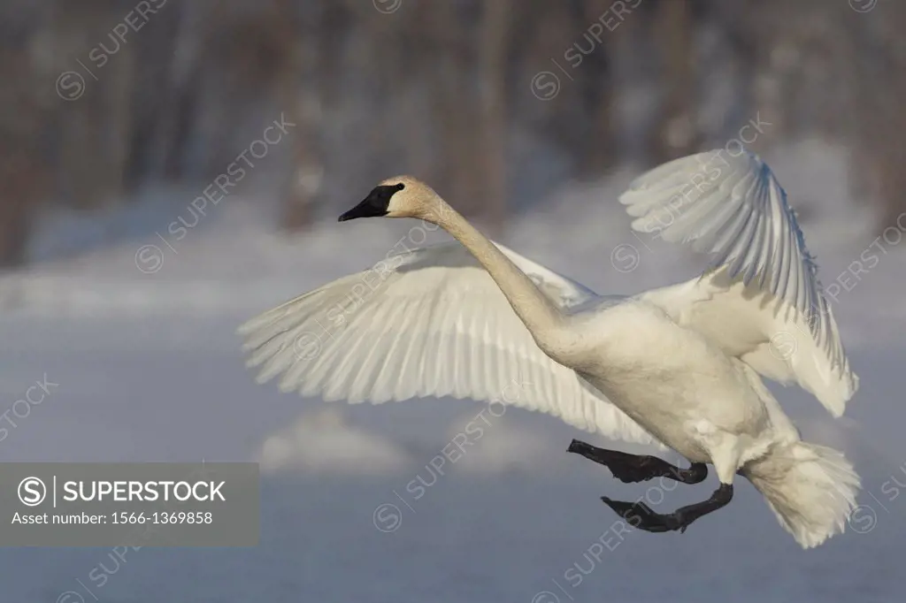 Trumpeter Swan (Cygnus buccinator) Landing.
