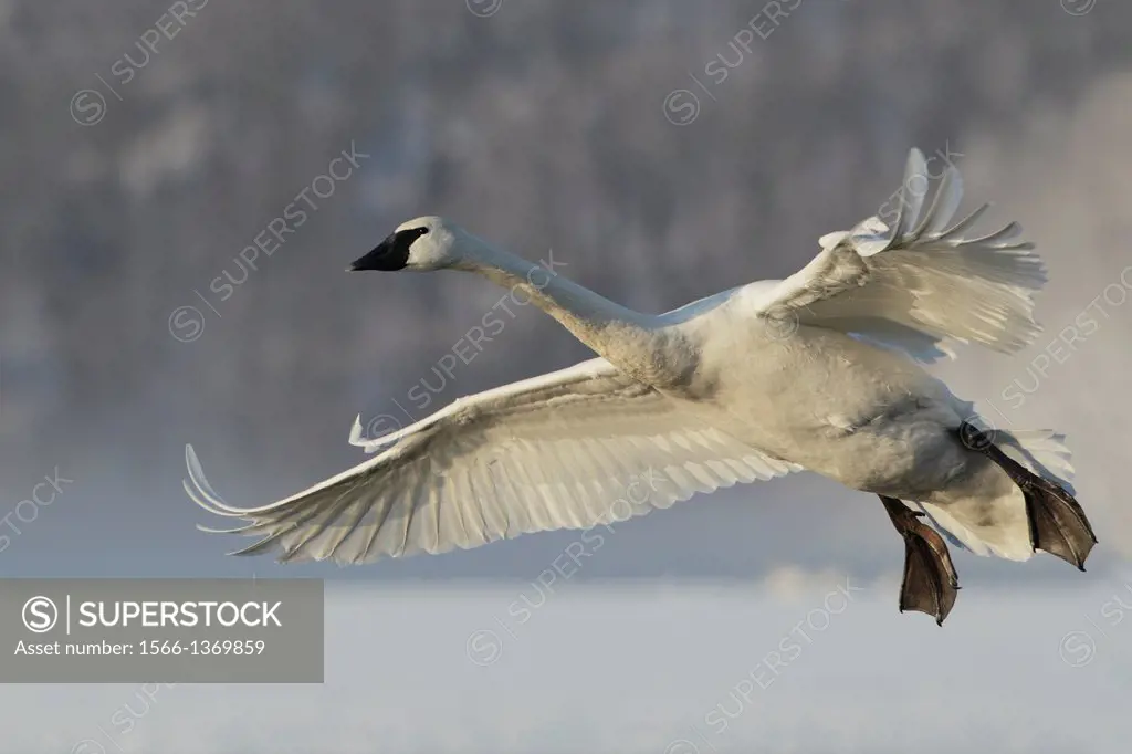 Trumpeter Swan (Cygnus buccinator) Landing.