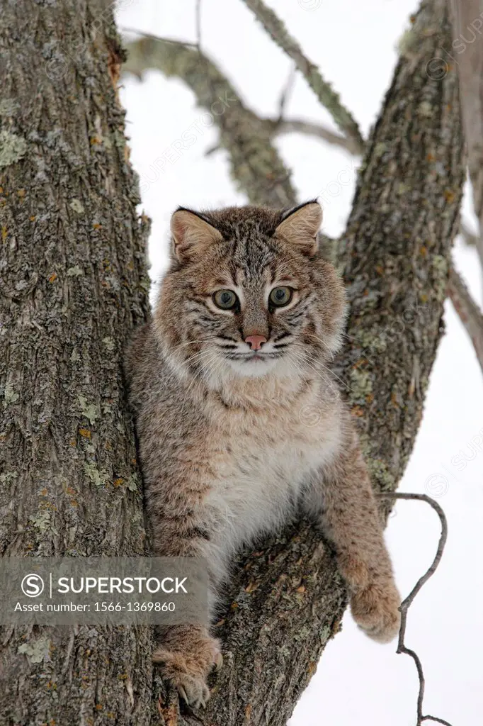 Bobcat (Lynx Rufus) in a tree.