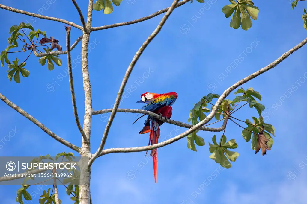 South America ,Brazil, Amazonas state, Manaus, Amazon river basin, Scarlet Macaw (Ara macao).