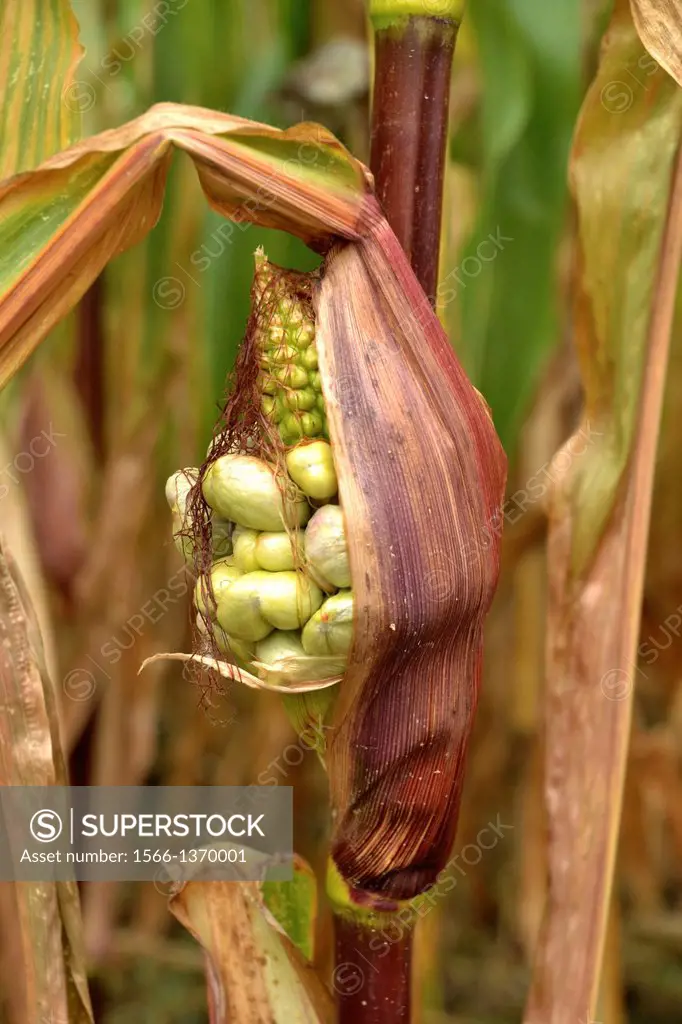 Corn smut fungus (Ustilago maydis) is a fungal plant disease which can infect the ears, leaves, stalks, tassles or the ariel roots of corn plants When...