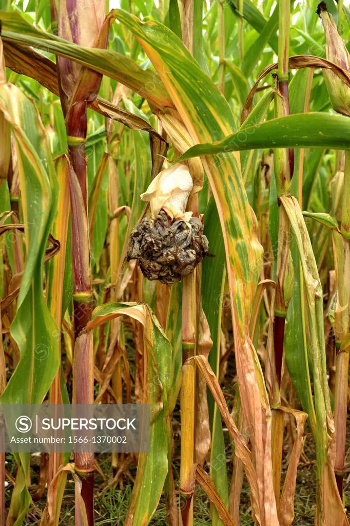 Corn smut fungus (Ustilago maydis) is a fungal plant disease which can infect the ears, leaves, stalks, tassles or the ariel roots of corn plants When...