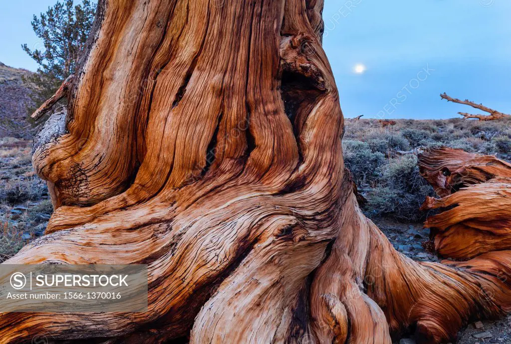 Ancient Bristlecone Pine forest, Inyo National forest, White Mountains, California, USA, America.