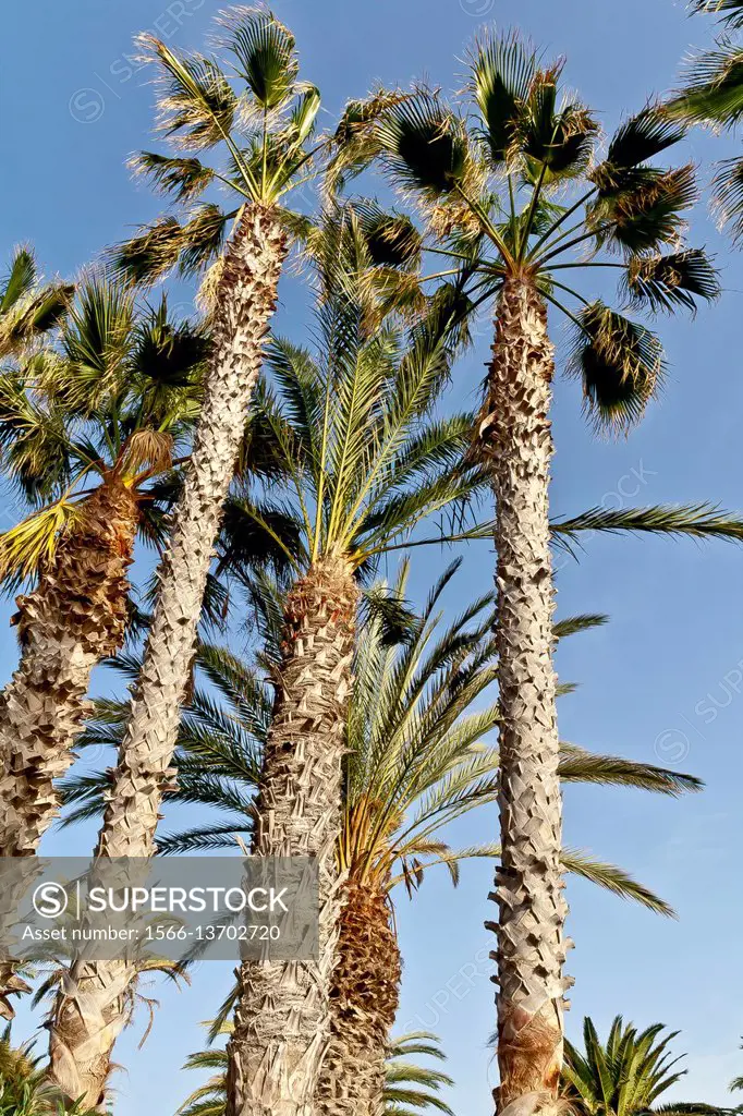 Mexican fan palm / Washingtonia robusta.