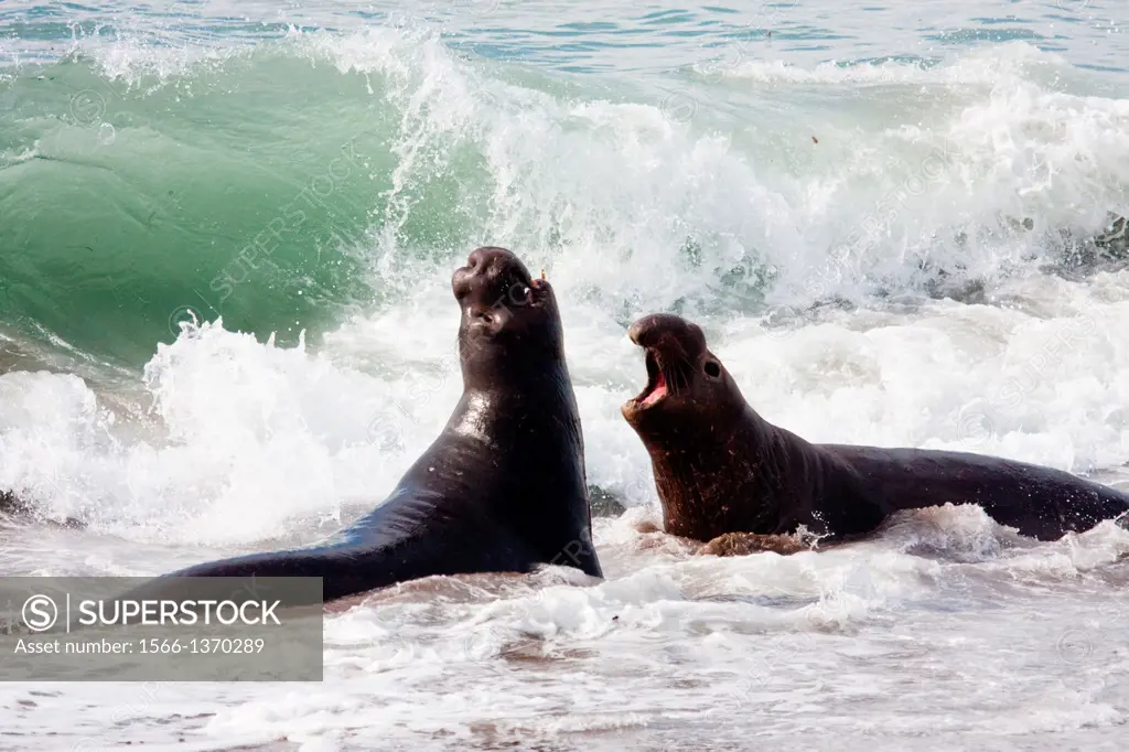 Elephant Seals in the water.