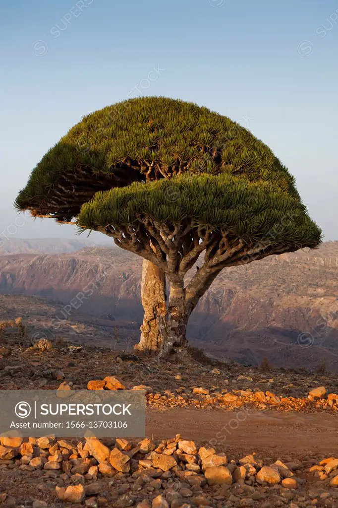 Dragon´s Blood Tree (Dracaena cinnabari), endemic to island, Diksam Plateau, central Socotra Island, listed as World Heritage by UNESCO, Aden Governor...