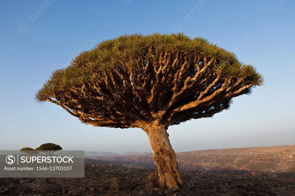 Dragon´s Blood Tree (Dracaena cinnabari), endemic to island, Diksam Plateau, central Socotra Island, listed as World Heritage by UNESCO, Aden Governor...