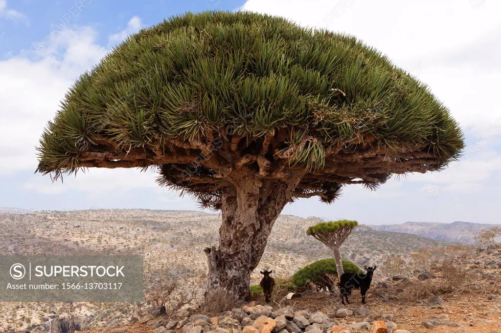 Goats under a Dragon´s Blood Tree (Dracaena cinnabari), endemic to island, Diksam Plateau, central Socotra Island, listed as World Heritage by UNESCO,...