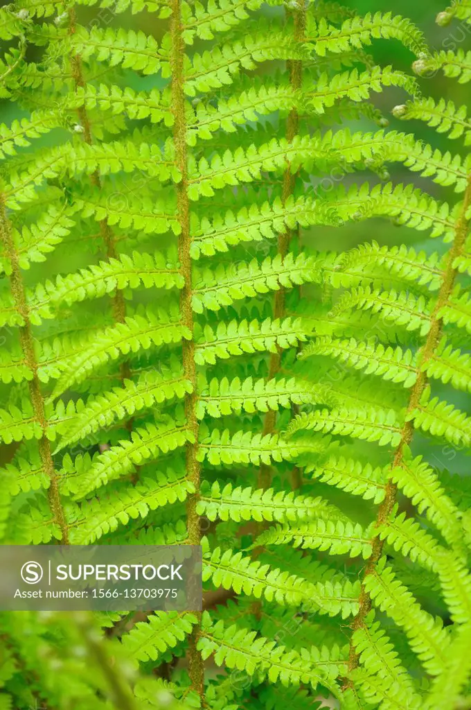 Dryopteris filix mas, Male fern, during springtime Cuerpo de Hombre valley, mediterranean forest, Sierra de Francia, Salamanca, Castilla y Leon, Spain...