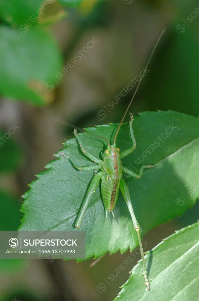 Saltamontes verde punteado, Leptophyes punctatissima, speckled bush-cricket, Phaneropteridae, Orthoptera, Insecta, Miranda de Azan, Salamanca, Castill...