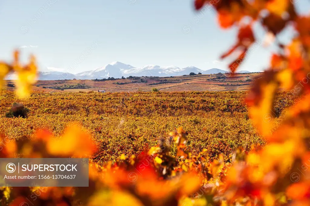 Autumn landscape, vineyards, Lar Rioja, Spain