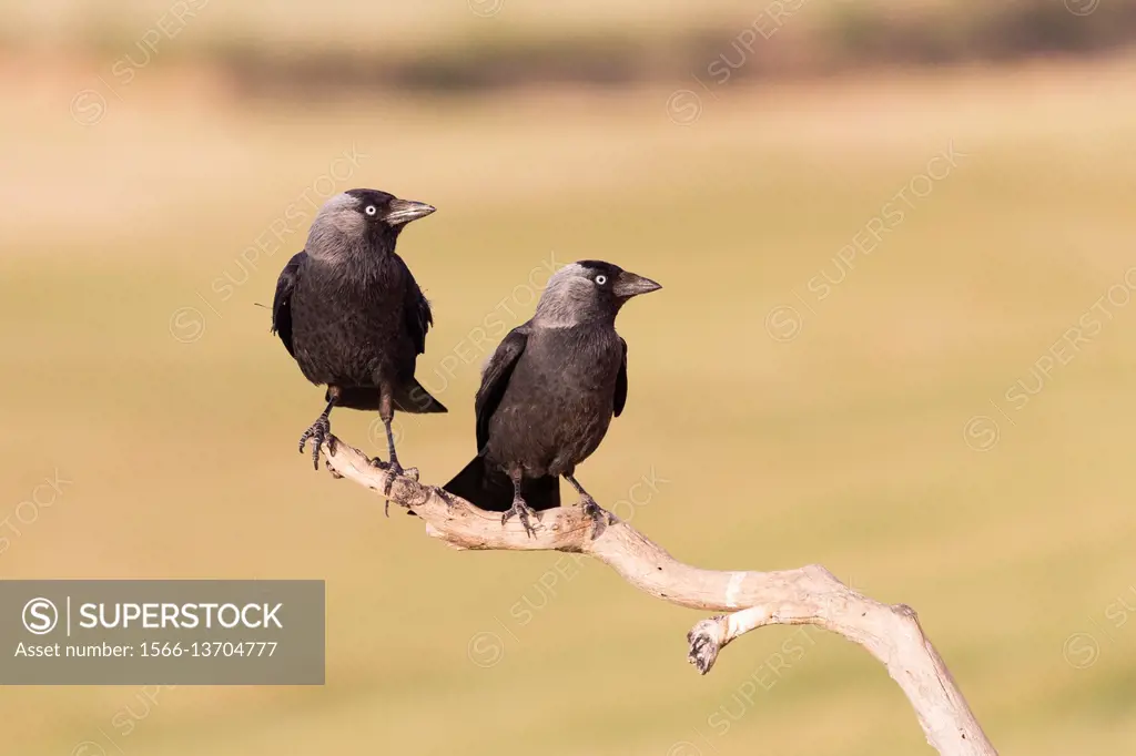 Europe, Spain, Catalonia, Western jackdaw (Corvus monedula), male and female on a branch near the artificial cavity of a building entirely constructed...