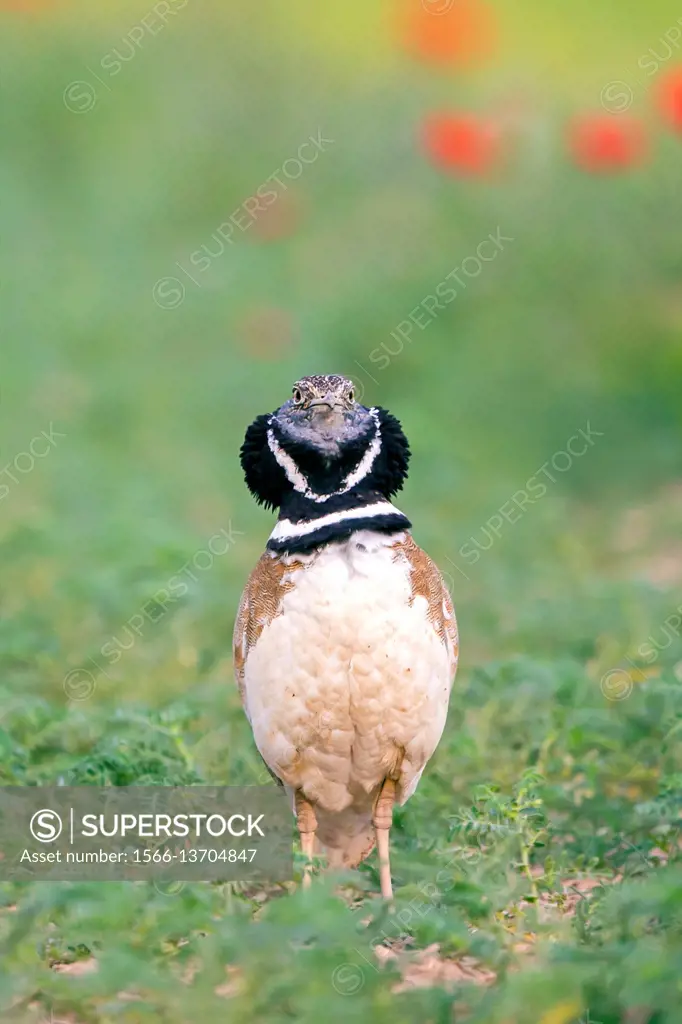 Europe, Spain, Catalonia, male Little bustard (Tetrax tetrax), displaying in a field with poppies.