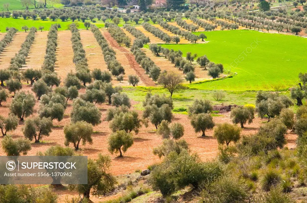 Olive groves. Morata de Tajuña, Madrid province, Spain.