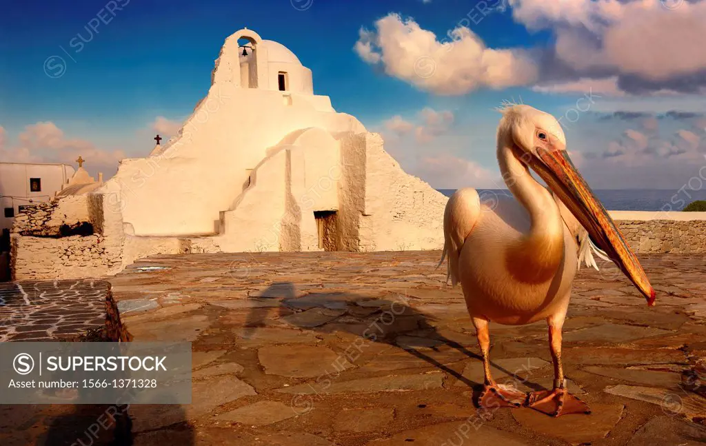 Paraportiani Greek Orthodox churches of Mykanos Chora with Petros, the Pelican town mascot , Cyclades Islands, Greece.