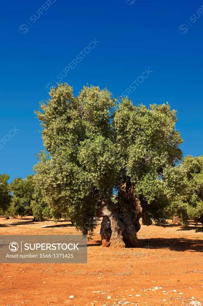 Ancient Cerignola olive trees of Ostuni, Puglia, South Italy.