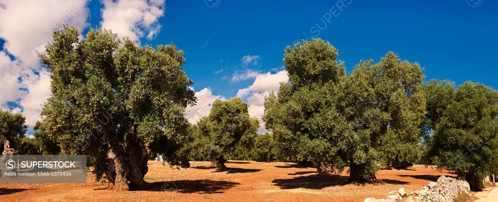 Ancient Cerignola olive trees of Ostuni, Puglia, South Italy.