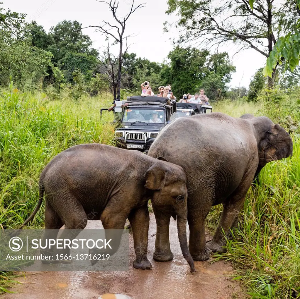 Habanara, Sri Lanka - 11 December 2015: Tourists in Land Rovers lined up to photograph Asian elephants.