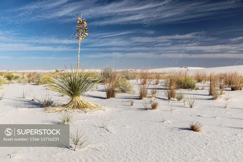 White Gypsum Sand Dunes, White Sands National Monument, New Mexico, USA.