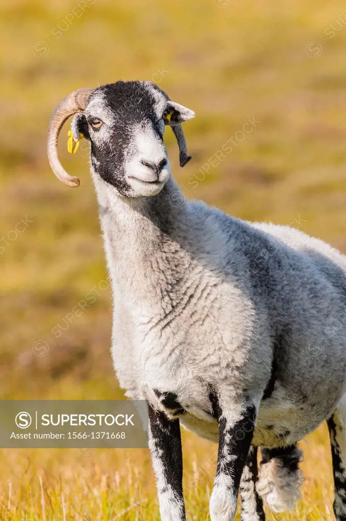 A Swaledale sheep in moorland, Yorkshire Dales, England, Uk.