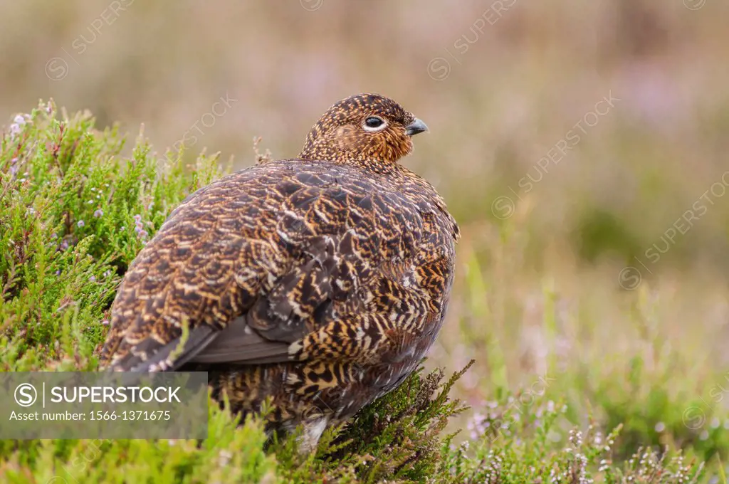 A Red Grouse ( Lagopus lagopus scoticus ) in moorland, Yorkshire Dales, England, Uk.