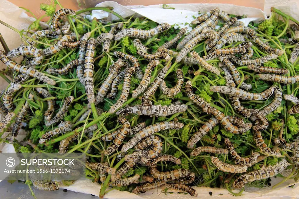 Silk worms