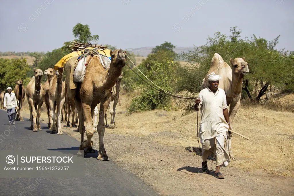 Camel convoy walking on road, New Burhanpur, Madhya Pradesh, India