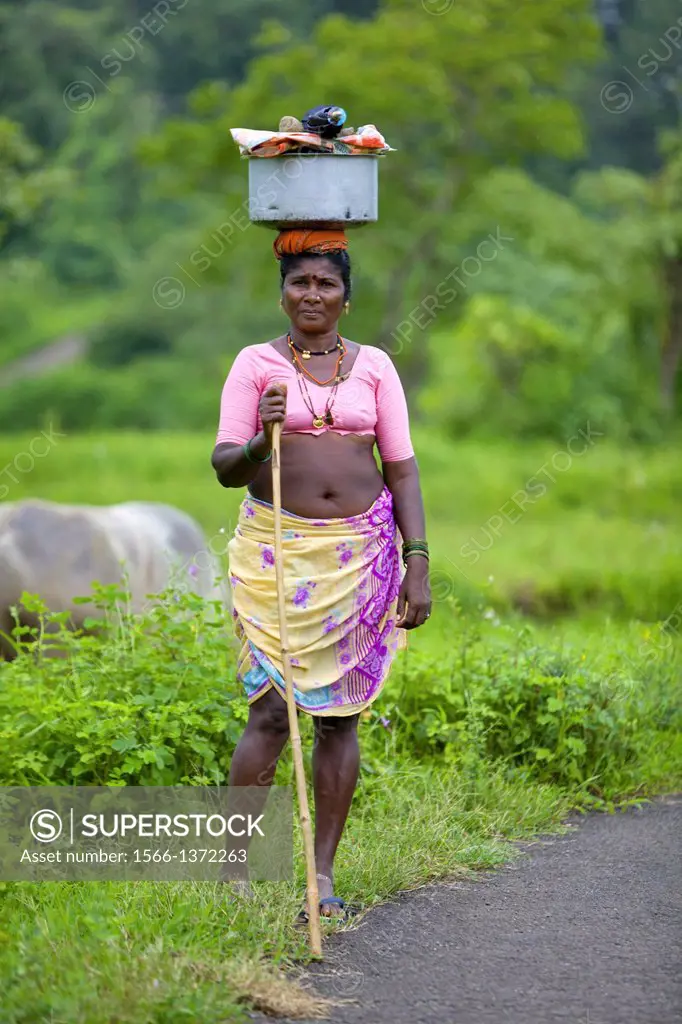 Katkari tribe woman carrying washed clothes, Pen village, Maharashtra. The Katkari are an Indian Hindu community mostly from state of Maharashtra. The...