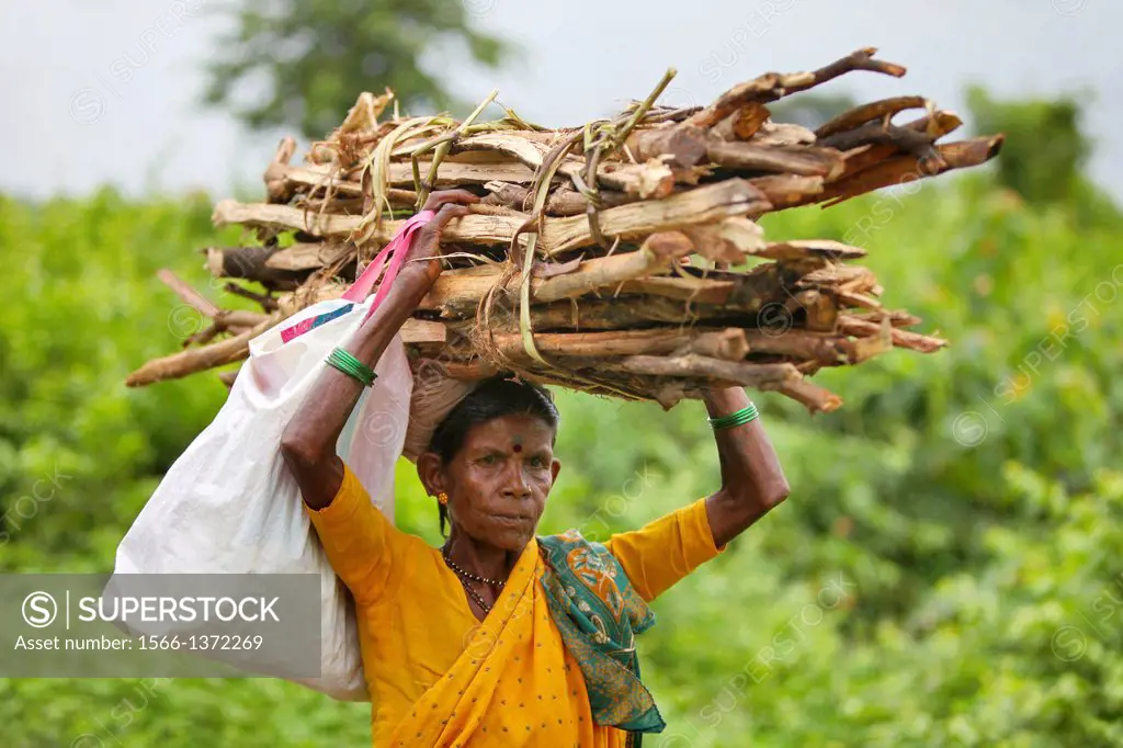 Katkari tribal woman carrying firewood on her head, Maharashtra, India. The Katkari are an Indian Hindu community mostly belonging to the state of Mah...