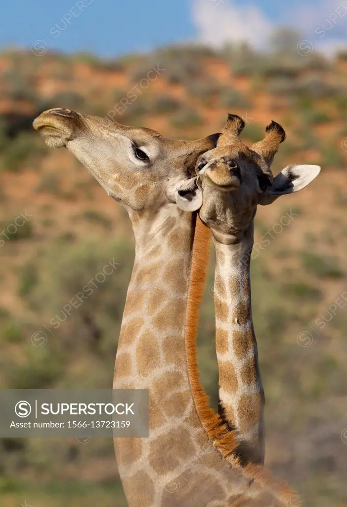 Giraffe (Giraffa giraffa giraffa), Kgalagadi Transfrontier Park, Kalahari desert, South Africa/Botswana.