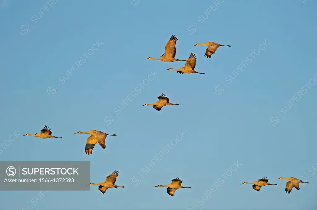 Flying sandhill cranes (Grus canadensis). Bosqe del Apache, New Mexico, USA.