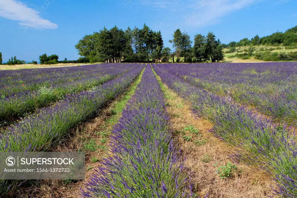 Lavender fields (Lavandula angustifolia), in Banon, plateau de Valensole. Alpes de Haute Provence department. Provence-Alpes-Cote d'Azur region. Franc...