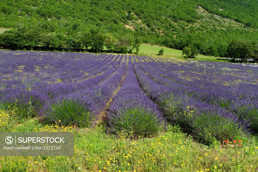 Lavender fields (Lavandula angustifolia), in Banon, plateau de Valensole. Alpes de Haute Provence department. Provence-Alpes-Cote d'Azur region. Franc...