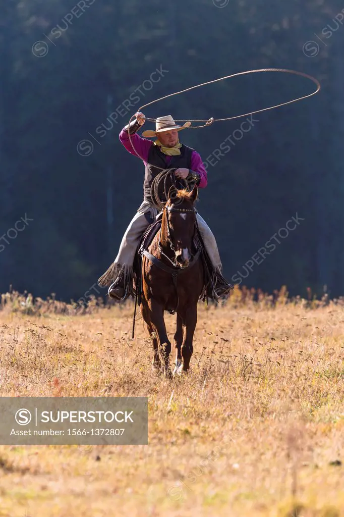 A wrangler cowboy roping on horse, Montana, USA