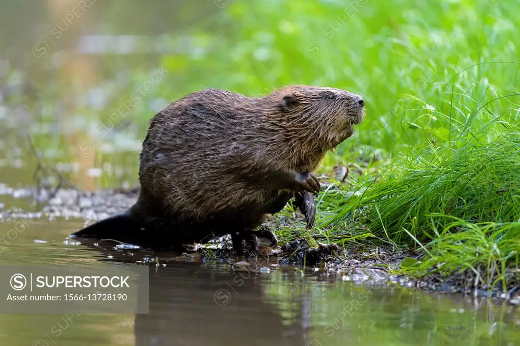 Beaver, European beaver, Castor fiber, Spessart, Bavaria, Germany.