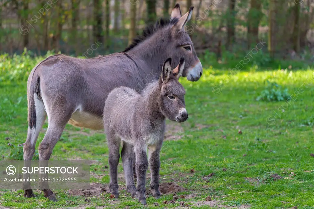 Grey Domestic Donkey, Female with Foal, Hesse, Germany.