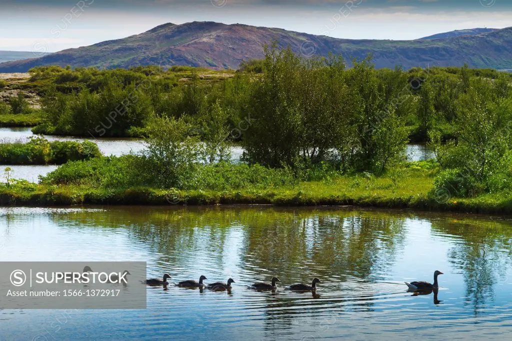 Greylag goose family (Anser anser). Rift Valley. Pingvellir National Park. Golden Circle, Iceland, Europe.