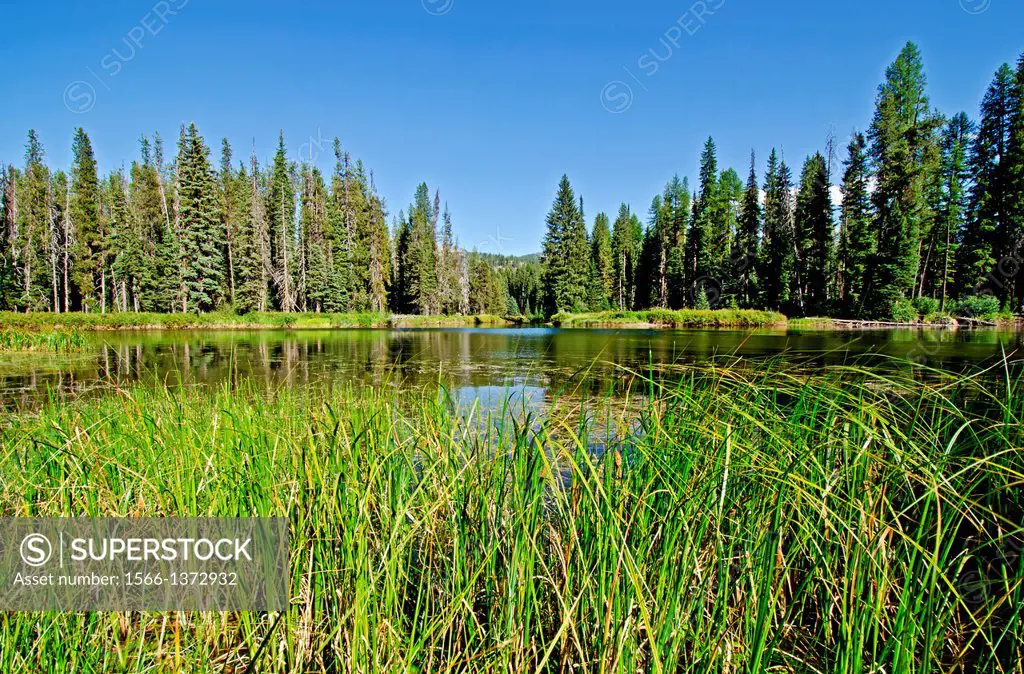 McCall, The North Fork of the Payette River near Payette Lake and the city of McCall in the Salmon River Mountains of central Idaho.